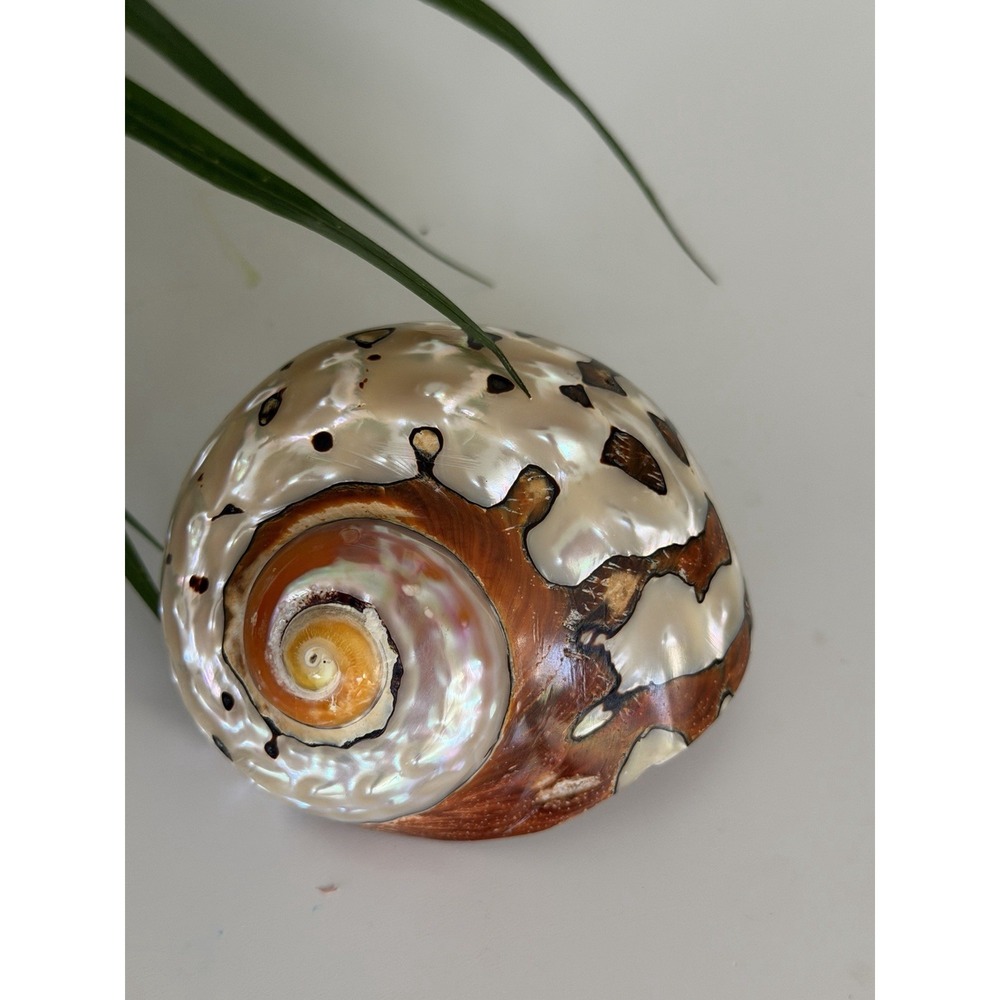 Polished 3" Turbo Seashell Mother of Pearl Coastal Beach Decor Specimen